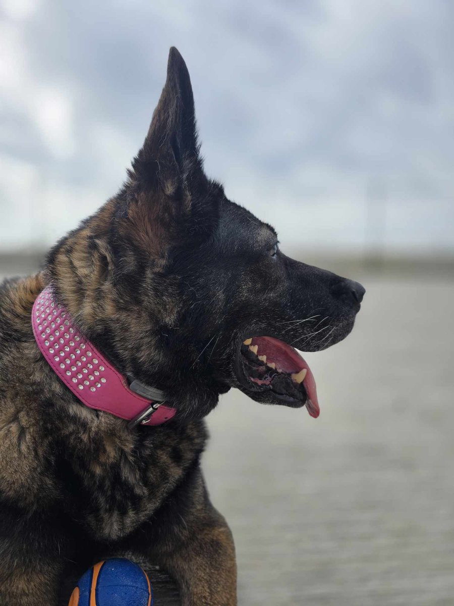 Official_DATR's tweet photo. Congratulations to Ex-Police Dog Mira who has completed her service with the Gibraltar Defence Police. 

It’s great to see dogs trained at the DATR, operating worldwide &amp; then enjoying an epic retirement!

#DATR #PoliceDog #GibraltarDefencePolice 
#A400MAtlas #HMSPrinceofWales https://t.co/H9tPMt7LzJ
