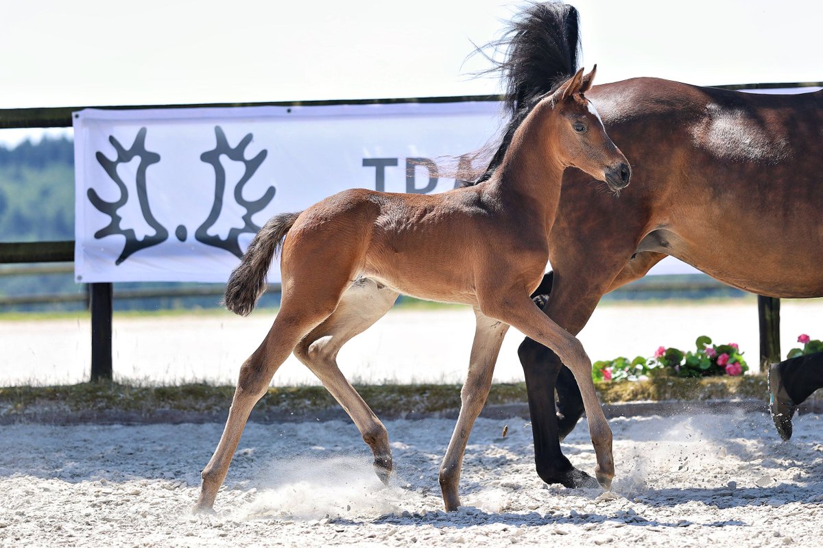 ehorses_com's tweet photo. Elegant Trakehner Mare with a graceful, bold nature and refined presence 🐴✨
🔗 https://t.co/AW58FJp2Mw
#ehorses #trakehner #dressagehorses #mare #bay-dark #horselove #horse #horses #horselover #foundonehorses https://t.co/Nh5QB513RB