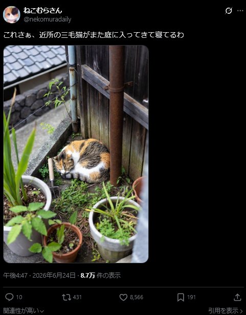 giveOB's tweet photo. 画像生成の際に同じ形を保つ事が難しいためか、家飼いではなく野良猫を標的にしている個体が多い。
複数の野良猫を扱うこと・複数飼いでも珍しくない、などの理由から怪しまれにくい。

Botが生きる為に必要なエンゲージメント稼ぎに人々が利用されている様子。 https://t.co/pQcdn3R67Q