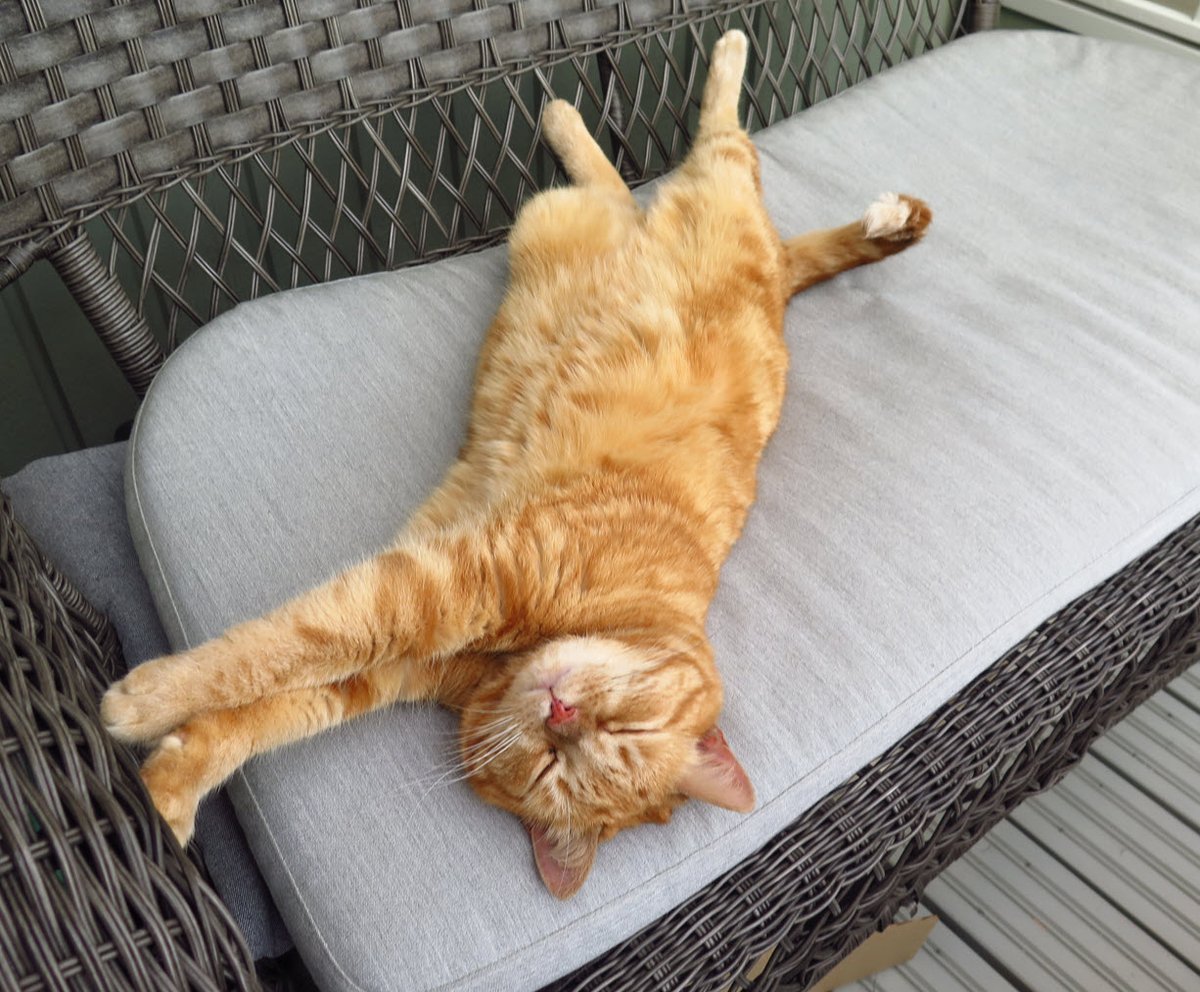 kiskatit's tweet photo. Occupied https://t.co/VQAqJtRpJR
#Kiskatit #blog #cat #gato #kissa #katt #kass #CatsOnTwitter #CatsOnX https://t.co/IVxFHXn7iv