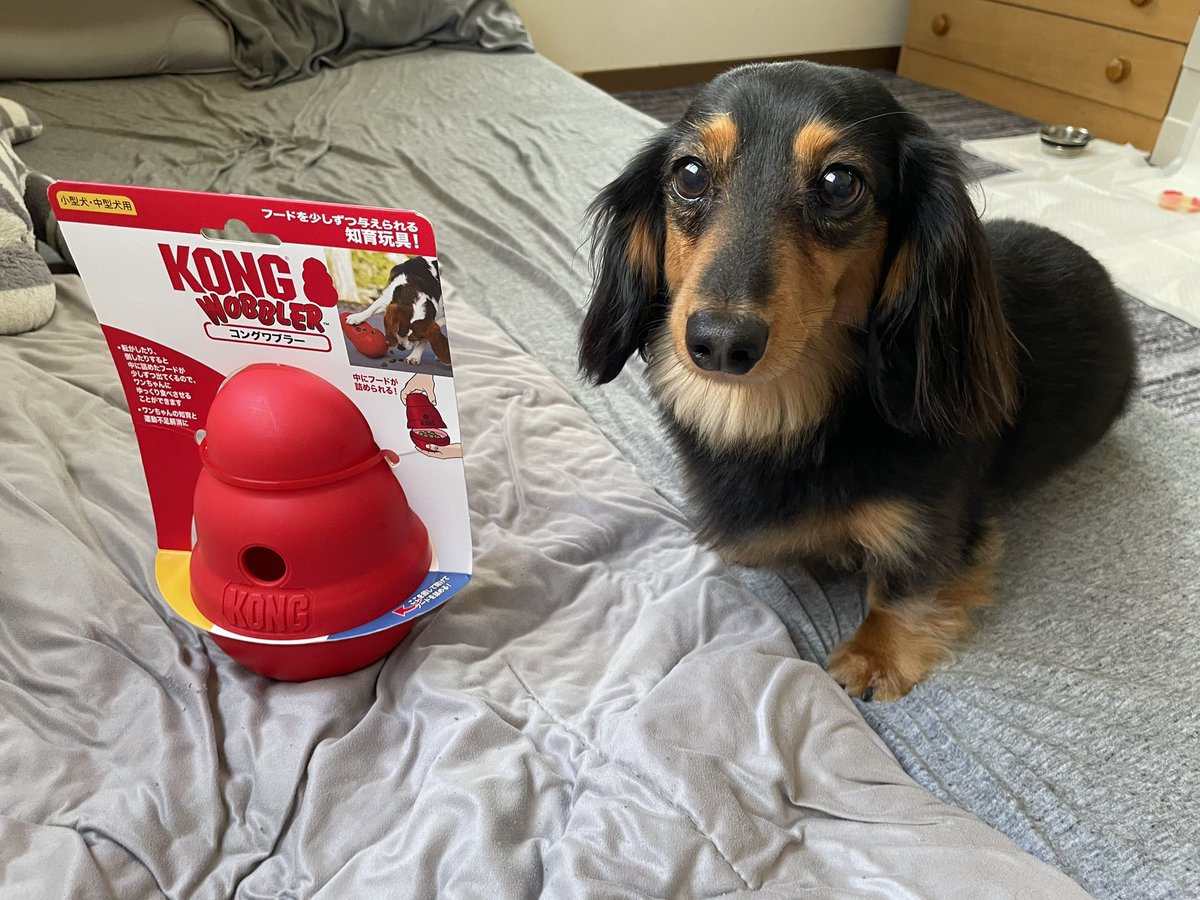 roiroi_reon02's tweet photo. 小、中型犬用なのにおもったより
でかすぎて戸惑うイッヌ https://t.co/buAsePggkj