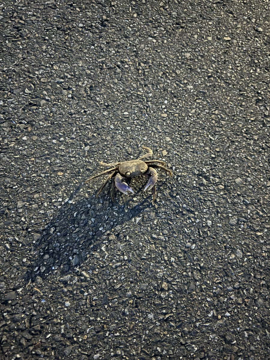 ohozora_yaku's tweet photo. 雨の日の学校には時々カニ🦀が遊びにくるよ。
#おおぞら高校 ＃屋久島おおぞら高校 ＃おおぞら高等学院 ＃屋久島 https://t.co/TX6G7DFkyH