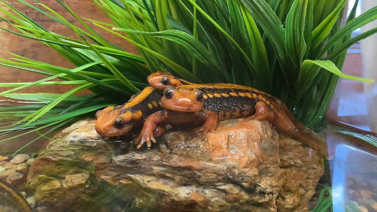 JankyPoggers's tweet photo. Yo! Welcome to Pokke's Jungle Inspection! One animal fact a day!

The Emperor Newt is unlike most amphibians! In the way it lives that is. They actually spend most of their time on land instead of in water! Huntin' for small invertebrate like earthworms and crickets!

Pokke out! https://t.co/LB014DoBhU