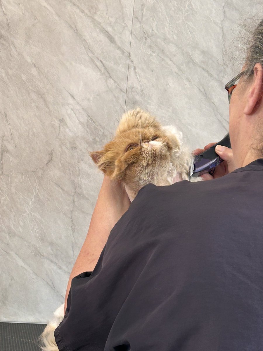 AmandaNaylor73's tweet photo. Gizmo at the groomers ✂️🧼🫧😽😻#pamperday #snipsnip https://t.co/SWjTu56HvU