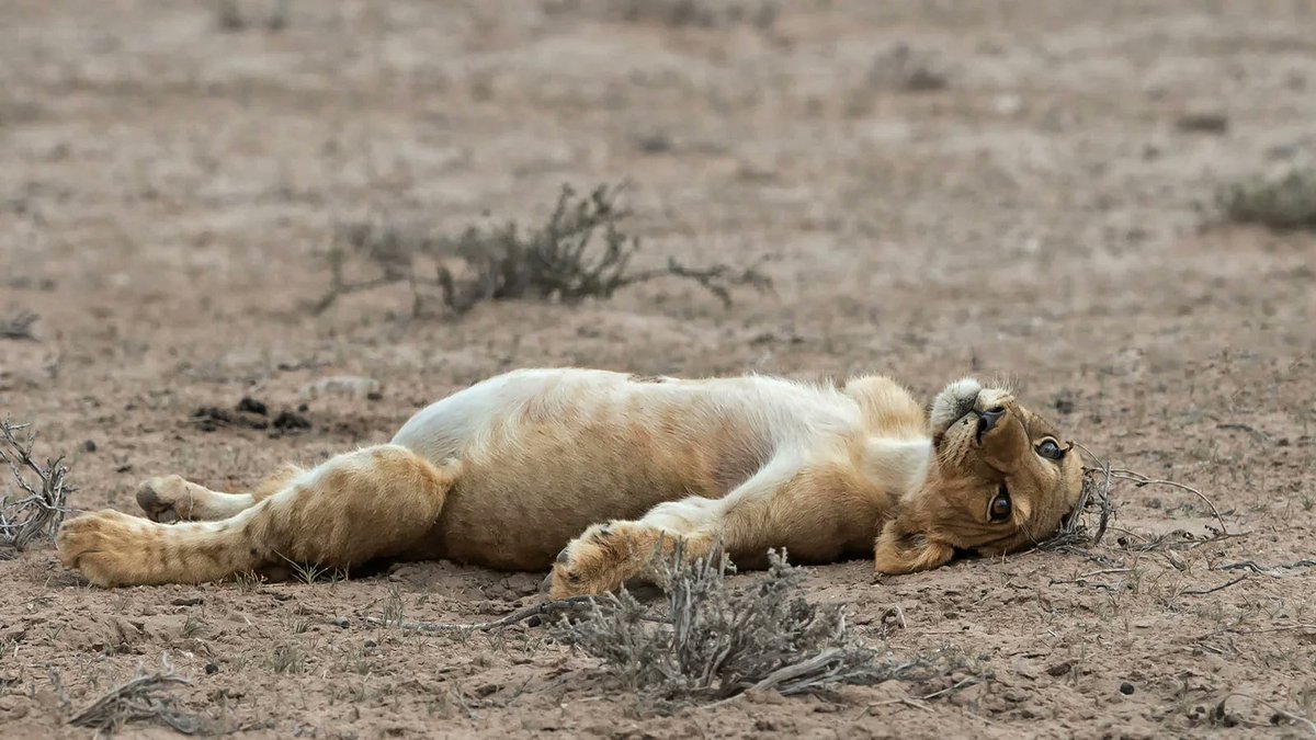 AMAZlNGNATURE's tweet photo. Overfed lion cub rolls onto its back after a large meal

Photographer Johan J. Botha captured the moment after a pride of nine lions, including several cubs, had finished feeding on a large kill. With its belly full, one cub simply flopped onto its back and stayed there https://t.co/8o8otSw5Fs