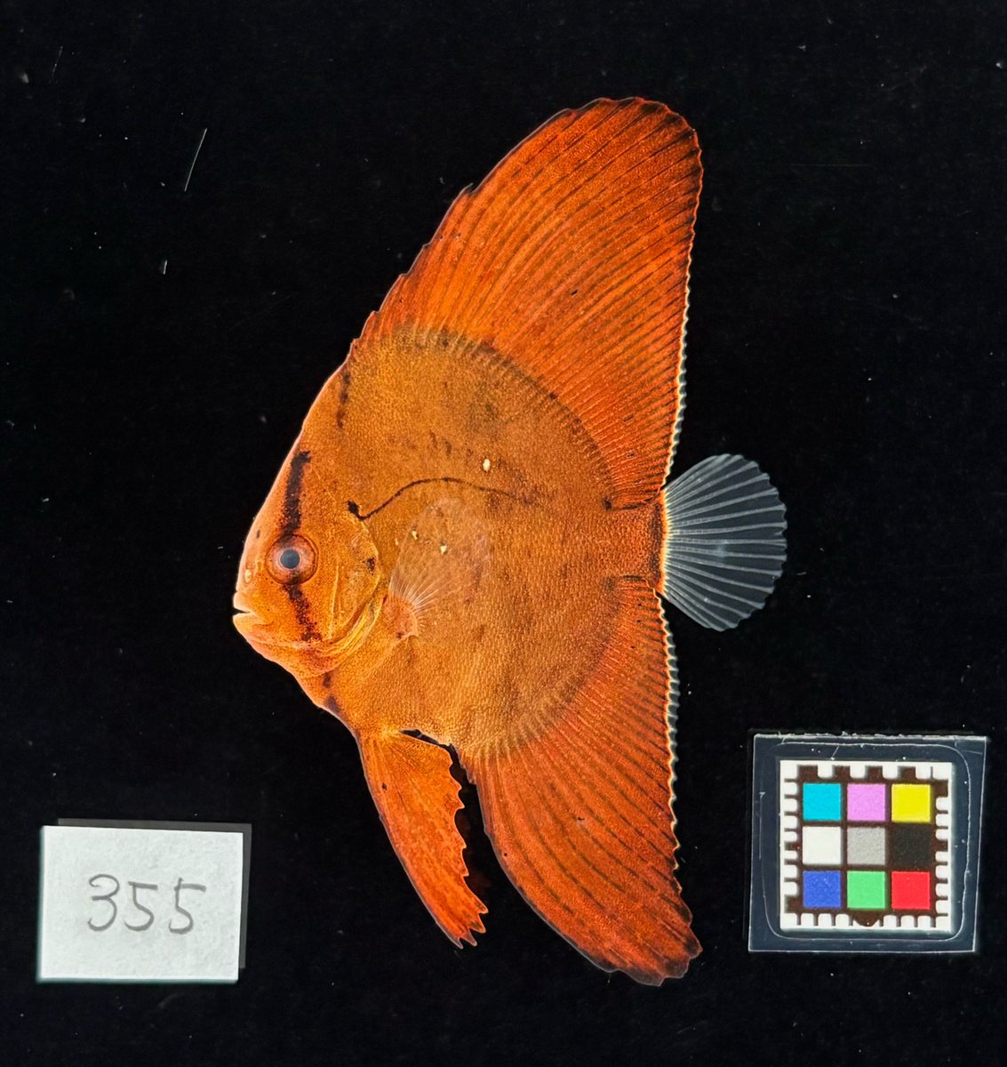 collect_fish's tweet photo. 赤いし、ナンヨウ「ツバメ」ウオなのでね
(伝わる人いるのか…) https://t.co/4kRZtbUTs9