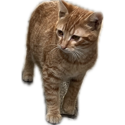 3zavo's tweet photo. @mochjcat ���🥺 https://t.co/3LmnzSSGpW