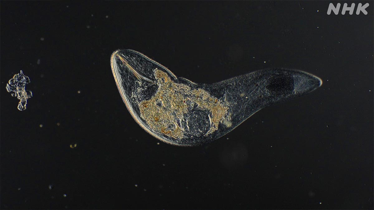 nhk_darwin's tweet photo. 【相葉さんと探せ！ミクロいきもの超ワールド】

海水浴場の砂浜に
未確認生命体襲来！！！？🏖️👾😱

な、なんだこりゃ～！！！😲💥

番組史上もっとも奇々怪々な動物
『メイオベントス』を大調査！👀✨

https://t.co/LvVjfyaPDB
⏰19日 日曜夜7時30分～

#ダーウィンが来た #相葉雅紀 https://t.co/2VWfvft4PG