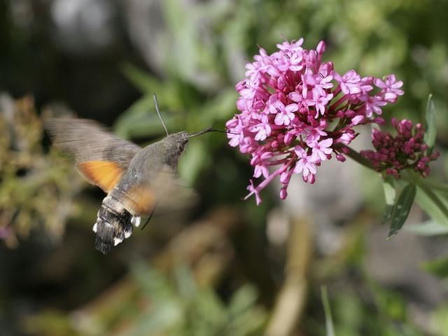 Biodiversity Ireland tweet media