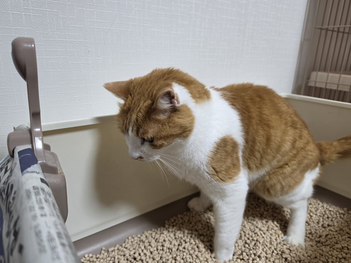 うさねこ (@rabbicat_neko) / Posts / X