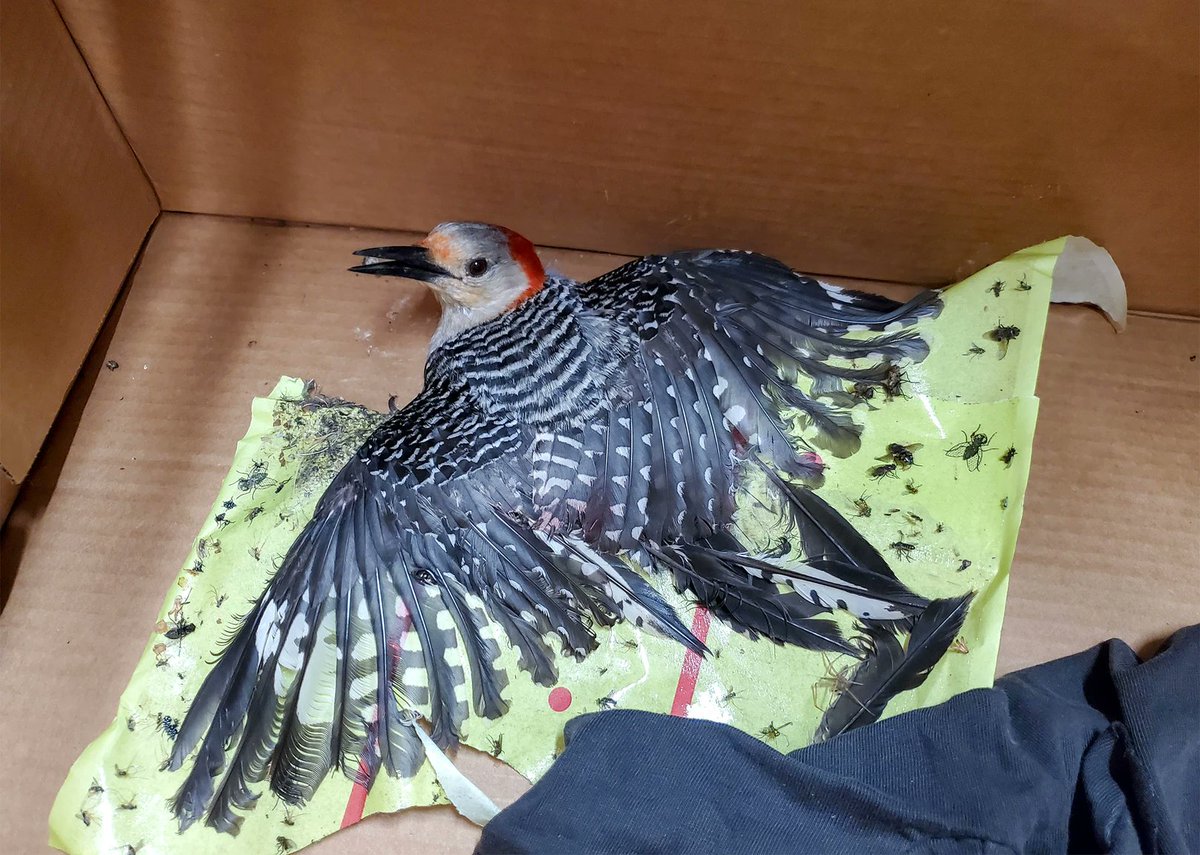 giveashitnature's tweet photo. July is peak fly season, but please don't use fly glue traps, especially outdoors. Every year, wildlife rehabbers see them trap and kill bees, butterflies, moths song birds, hummingbirds, bats, and other non-target animals. Instead, use targeted options like enclosed bait jars if your fly problem is truly bad.