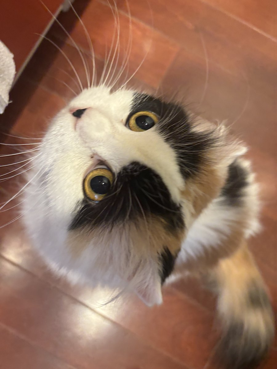 fukuroupiyopiyo's tweet photo. 自分の名前を「カワイイ」だと勘違いしているキムチ https://t.co/0ujCC5FA70
