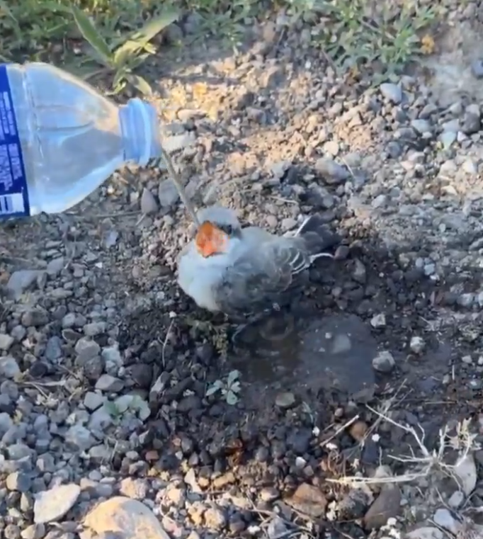 _AlexxRay_'s tweet photo. Por favor, si os encontráis un pájaro no le deis de beber así... Lo estáis ahogando. Es mucho mejor ponerle el tapón con un poco de agua. https://t.co/jxcrV9nj9r