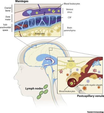 adv_immunology's tweet photo. Next-Generation Neuroimmunology: New Technologies to Understand Central Nervous System Autoimmunity...https://t.co/DIBxlNyY4D
To know more about immunology, Kindly visit our website....https://t.co/sIIThgwwKW
#cells #autoimmunity #neuroimmunology https://t.co/y7fdf6Uuyp