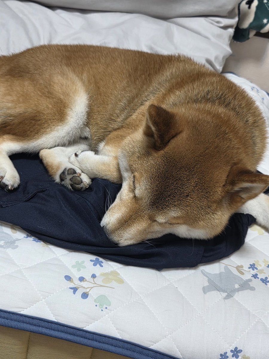 daiya_0807's tweet photo. お客さま、気持ちよさそうなところ大変申し訳ないのですが、下敷きにしている作業服を頂いてもよろしいでしょうか https://t.co/9lfJ2ZpiSU