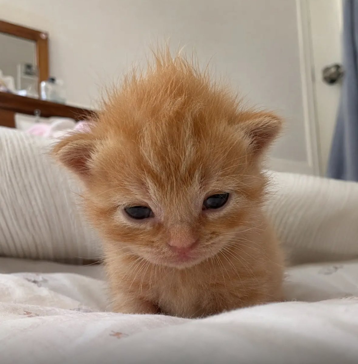 culAnimal's tweet photo. https://t.co/0btzMCiq5k