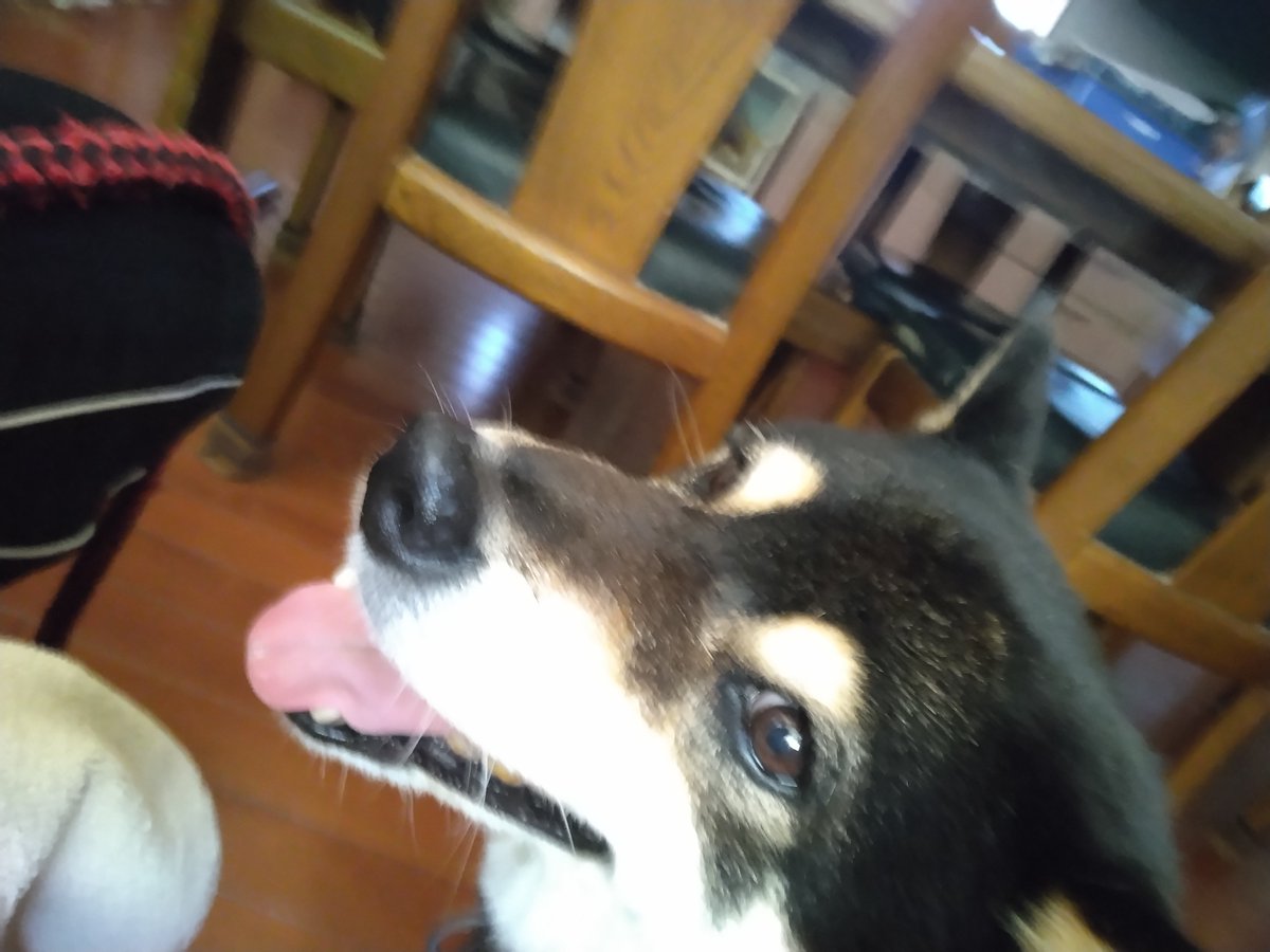ryuya5wosn's tweet photo. 犬にハンバーガーを分けたら、おいしかったのか、とても機嫌がよかった今日 https://t.co/9BpVZLmik9