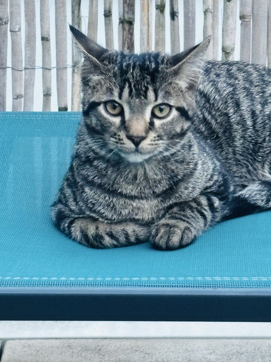 m_bluefox's tweet photo. Loki, 5 mois est à l’adoption par contrat d’association, avec l’association Liberté Animale,  dans le 54/57 🐈 https://t.co/dv0L4NxmWc