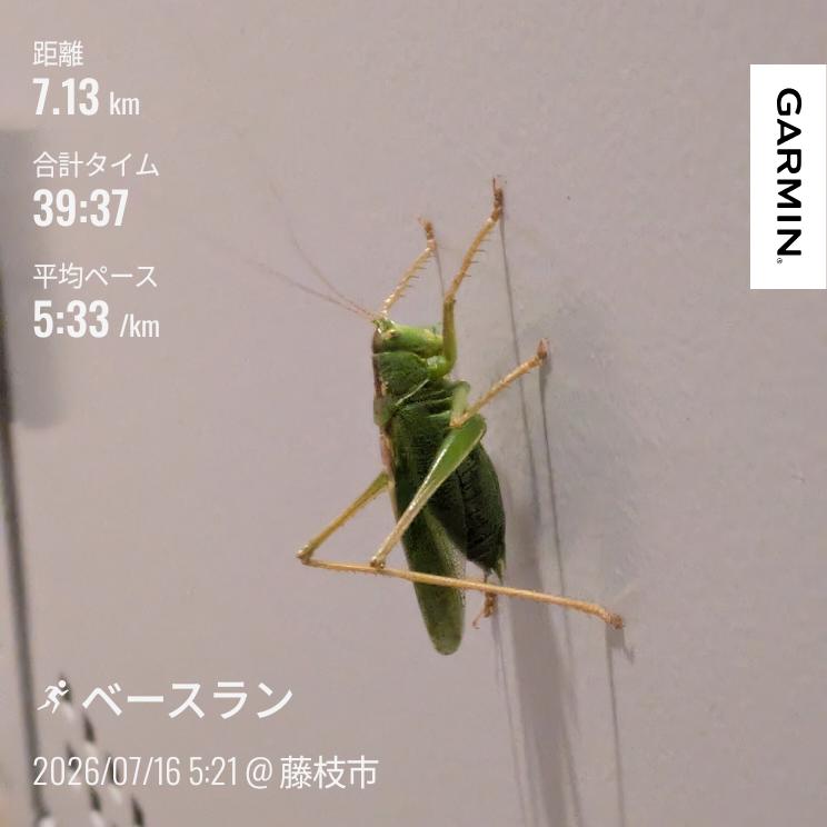 JR2HLR's tweet photo. 今日は休足でゆるラン。明日は最後のトレミ練予定。
写真はメーターボックスにいたトノサマバッタかと思ったらヤブキリバッタという日本国内最強の肉食バッタらしい。時にはカマキリも捕食するという。。。メーターボックスも垂直登攀。 https://t.co/ZscbULWc0c