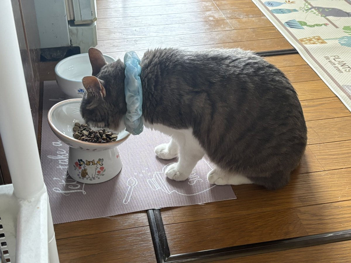 tibiko727's tweet photo. 新しい食器を買ってみました🍽️
斜めの皿にしたから前の皿より食べやすいかな?
 #猫好きさんと繋がりたい  #猫の居るくらし https://t.co/d2l20zQteI