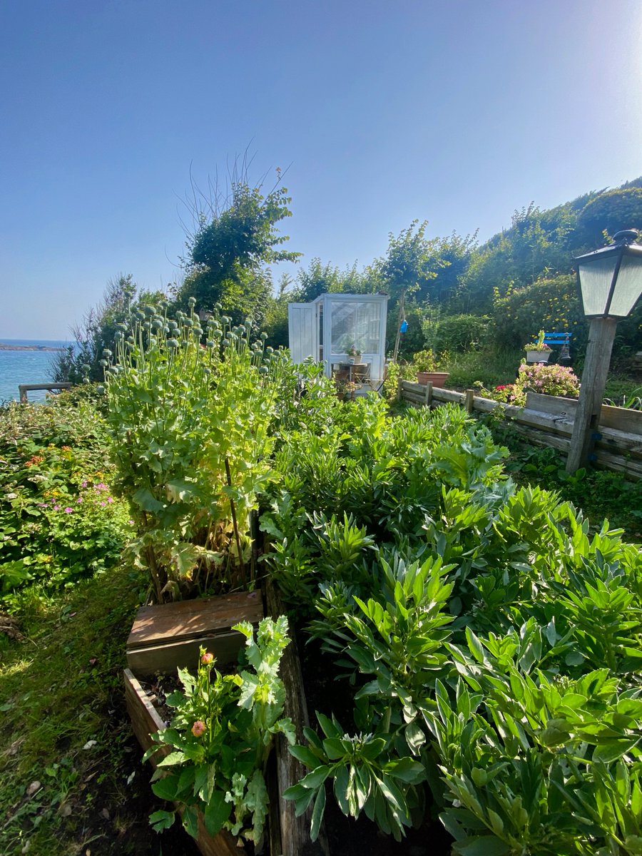 bakrim2000's tweet photo. allotment life βοΈπ₯¬β¨πΈ
#mousehole #Cornwall https://t.co/gCQYO9wSRT
