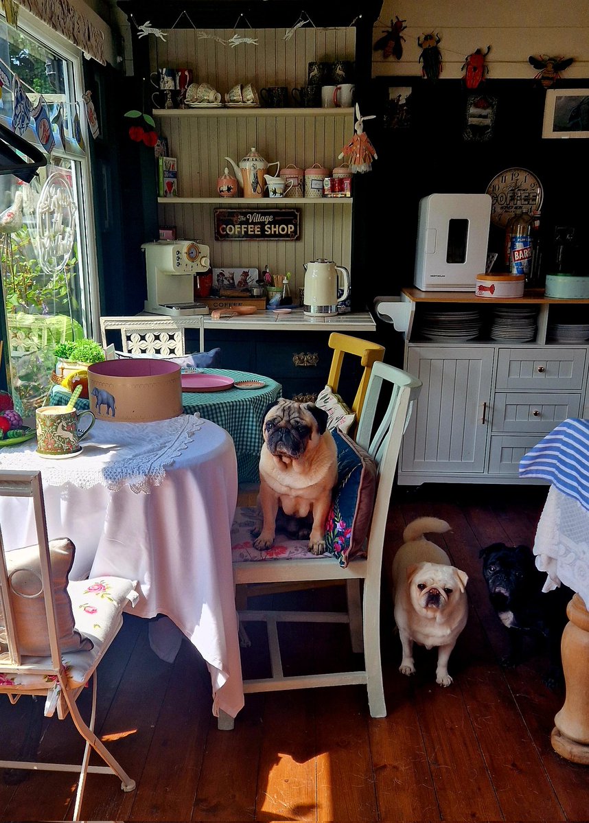Alisongwen1's tweet photo. Come on woman, we've seen you put the kettle on,  now get the biscuit tin out. #pugs #puglife #dogs https://t.co/h5HXL87ERs