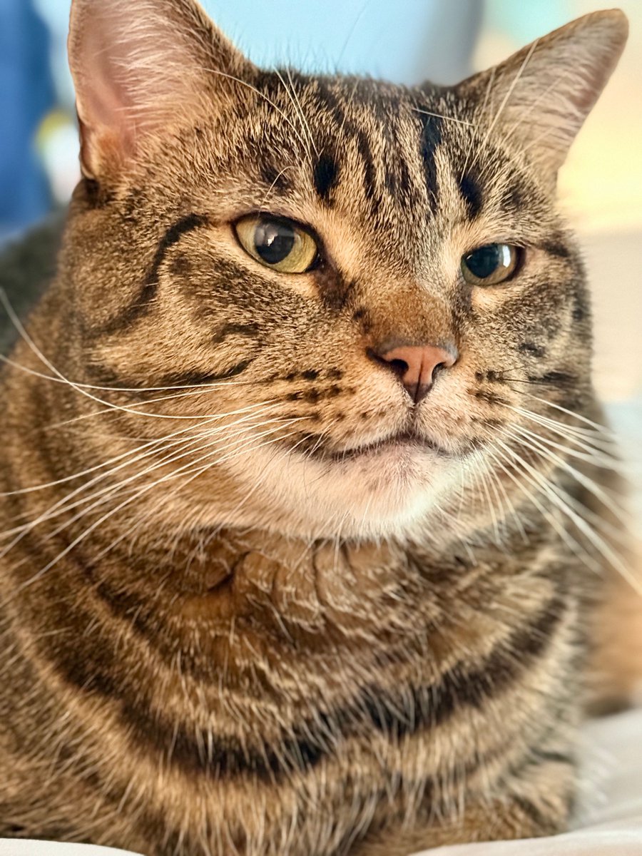 MissyBBBobtail's tweet photo. People say having a cat is hard.... but if you just give them everything they want and never tell them no, it's actually pretty easy 🐾🐾 https://t.co/PD7OdxB87C