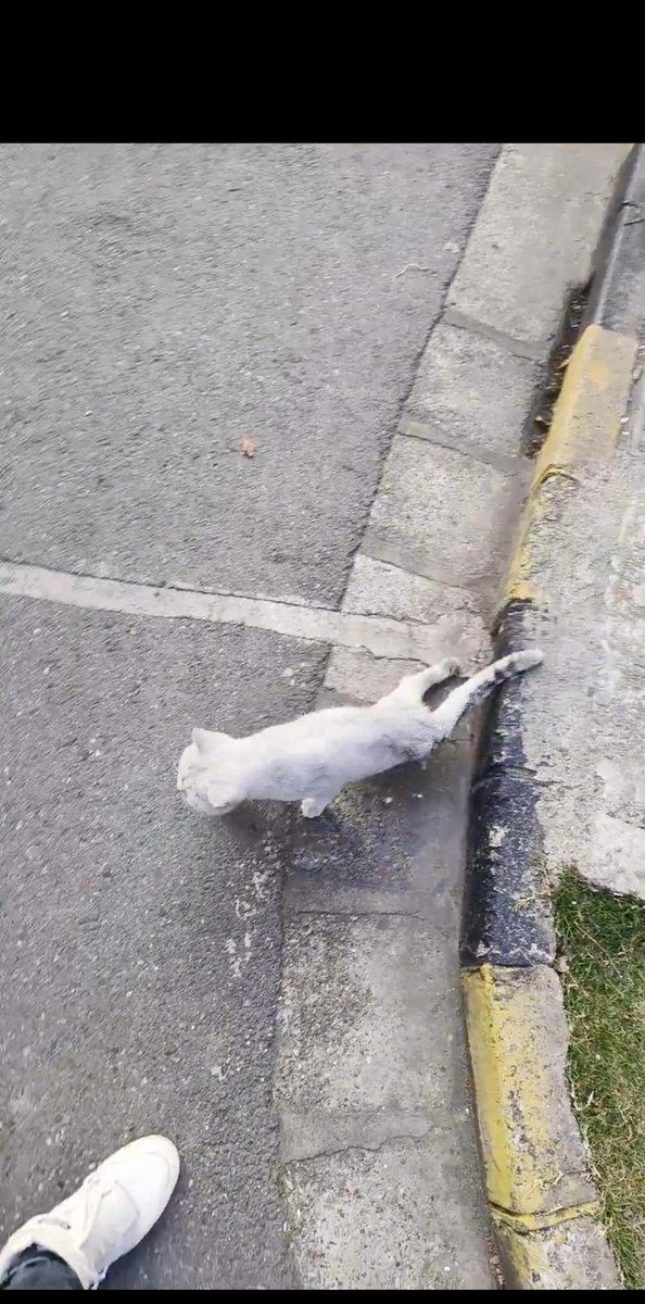 peanuts214441's tweet photo. Wandering the city after rain—sidewalk glows, stray cat steals the last warm spot on the curb. Simple little joys hit different. https://t.co/ynL1KnVg37