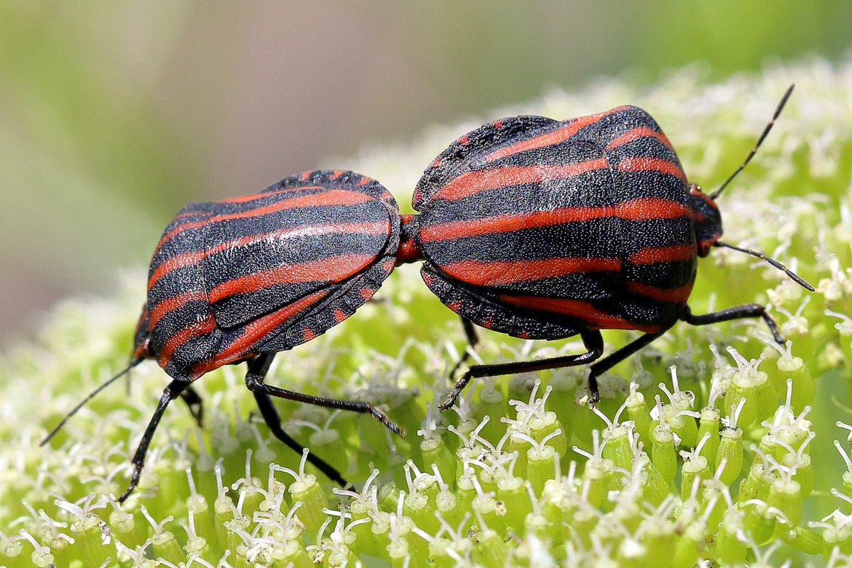 Graphosoma rubrolineatum アカスジカメムシ／赤筋亀虫 お洒落な推し