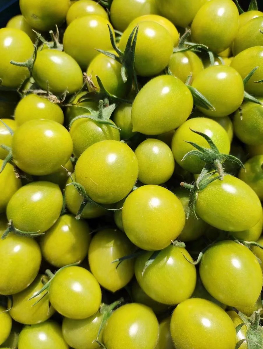 notdecideyet0_0's tweet photo. Just tried the new organic cherry tomatoes at the local farmers’ market! Super juicy, sweet, and no weird aftertaste—perfect for snacking or tossing into salads.  Highly recommend giving them a go if you spot them! https://t.co/8Vk87ls0wc