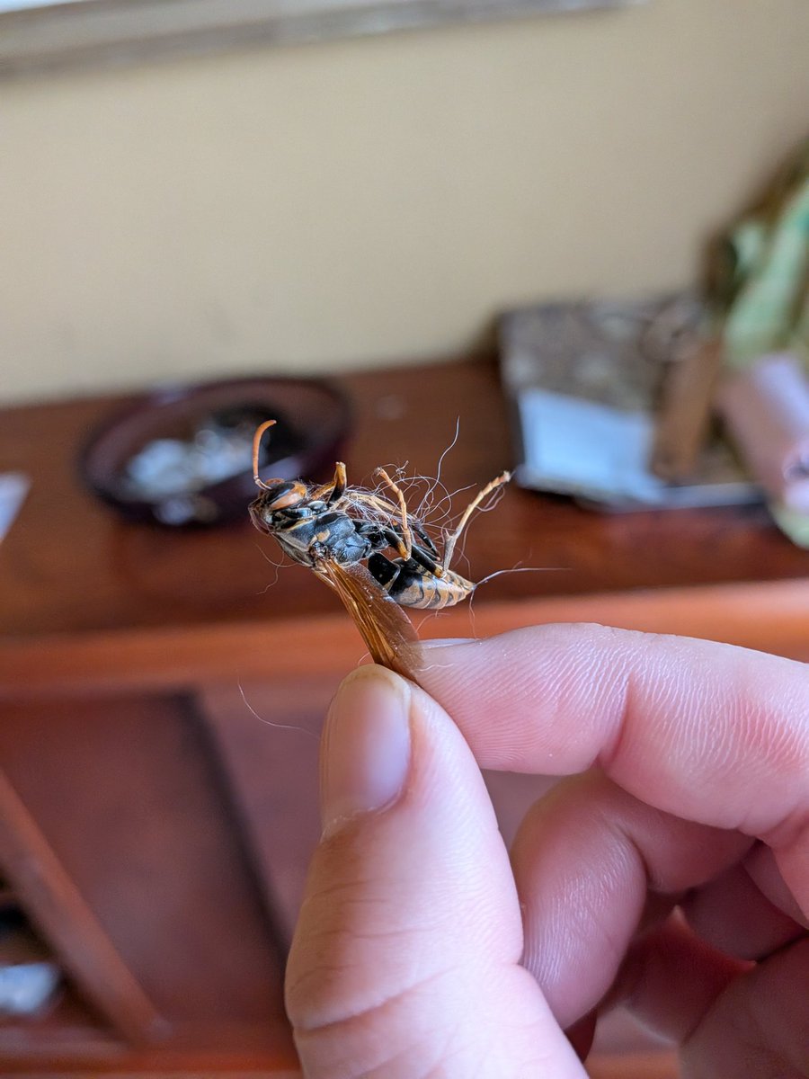 celinask0523's tweet photo. 家のなかで立て続けにハチの死骸ひろう
キアシナガバチかな。
家の中とんでるの見たことないので、なぜ玄関にいたのか謎 https://t.co/gBHhutGU5h
