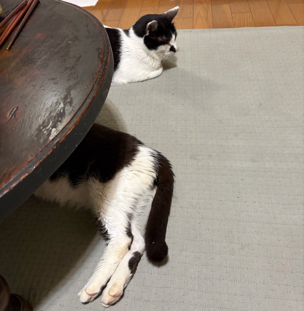 linotree_'s tweet photo. すごい長いネコ飼ってるみたい https://t.co/TZ8UQ5uLna