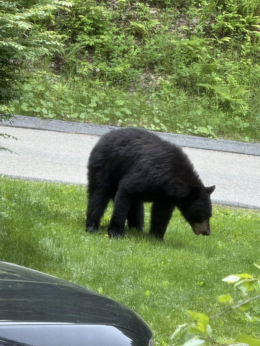 GatorinDC's tweet photo. @JunksRadio The night before I took these, this bear kept me from being able to get to my house while
walking my dogs. https://t.co/3HN36r0BLP