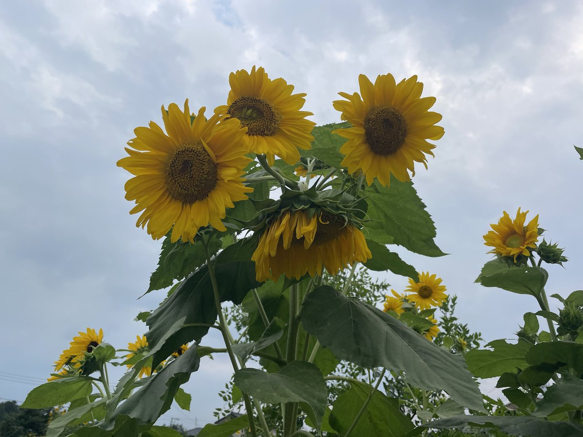 kKll_2026's tweet photo. ひまわり🌻満開🌻

いまから植えてもまだまだ育つよー
昔は夏のイメージだけど今は秋でも育つ🍂

#ひまわり #向日葵🌻 https://t.co/Dw1iRLXY0X