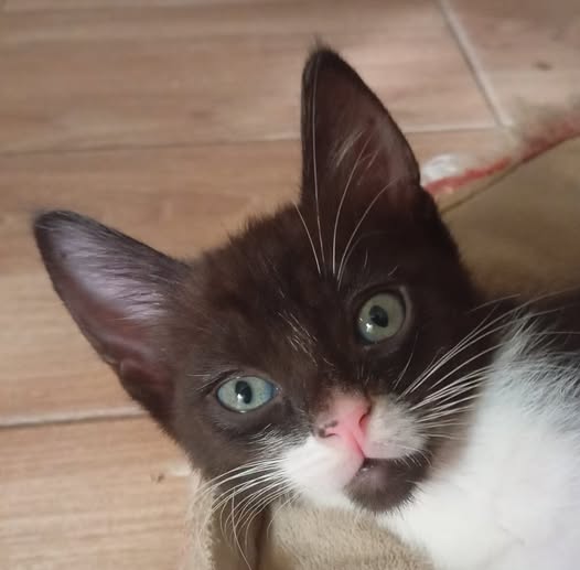 NuevaVidaAdop's tweet photo. #madrid 
SORRY bebé gatuno de 1,5 meses RESCATADO del abandono 
Sociable con niños🐱
NECESITA #adopcionresponsable 
Se entrega chipado,vacunado,desparasitado y testado en leucemia e inmuno 
EXIGIMOS PROTECCION en ventanas y balcones
CONTACTO 📩facenuevavida@gmail.com 
#cachorros https://t.co/Zb6lyRihxf