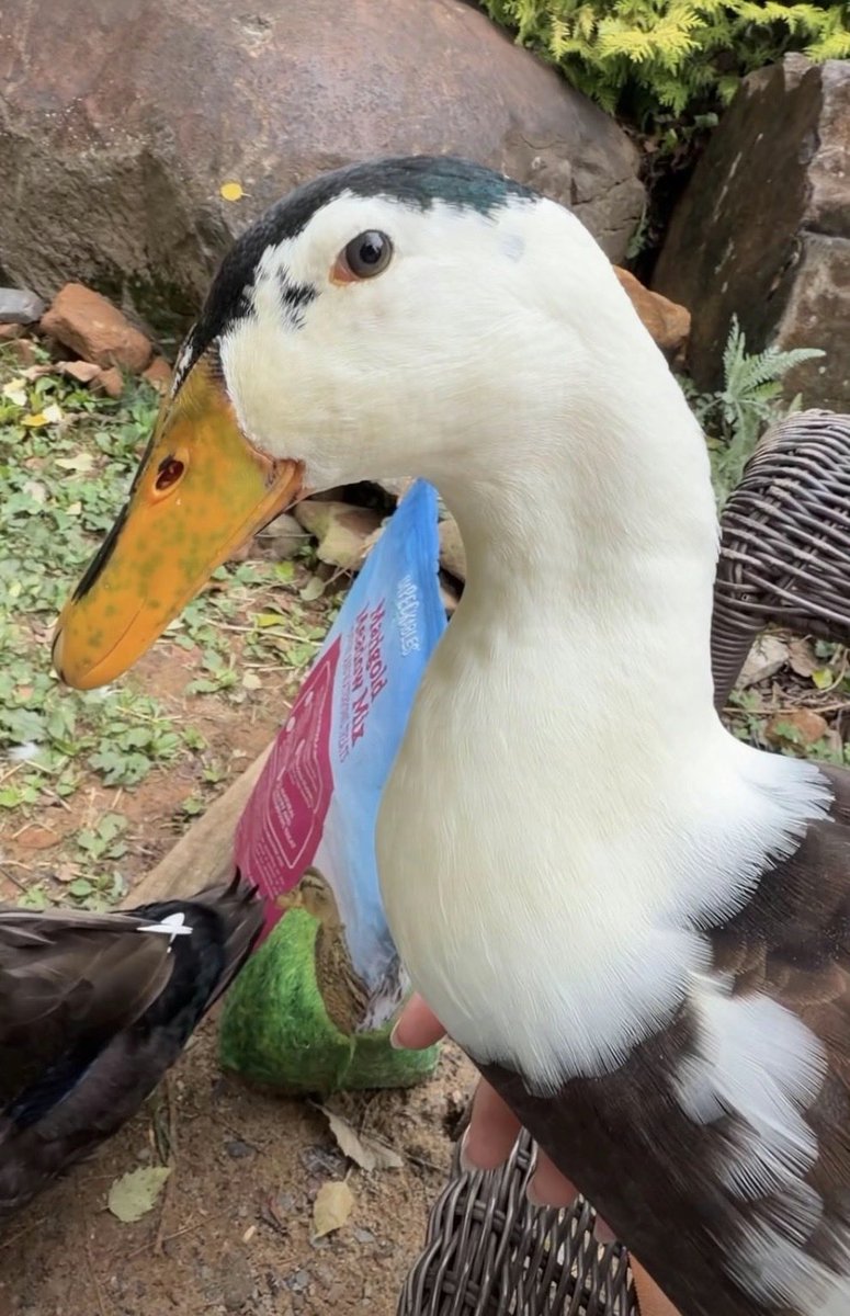 Dinky the Duckling Runner tweet media