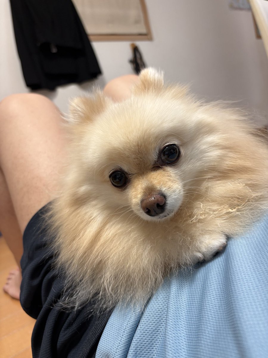 koooochannel's tweet photo. ぱぱんに つかまったから おとなしく してあげたのです🐶

#飼い主だけにしかみせない顔 
#犬のいる暮らし 
#全日本うちの子可愛い地方選手権⁠ https://t.co/vpGYHKlO1h