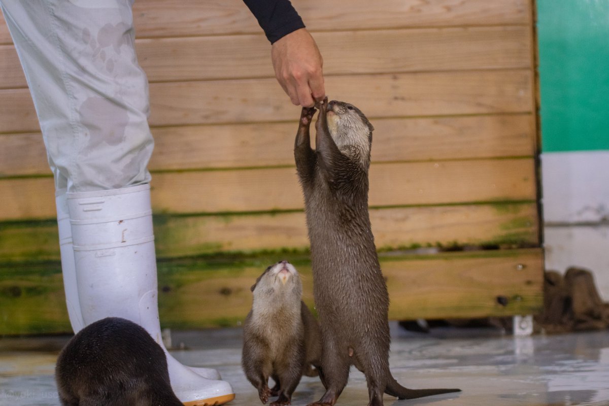 yuki_uso's tweet photo. きゃっち
#南知多ビーチランド
#コツメカワウソ https://t.co/GuAcgWnhSP