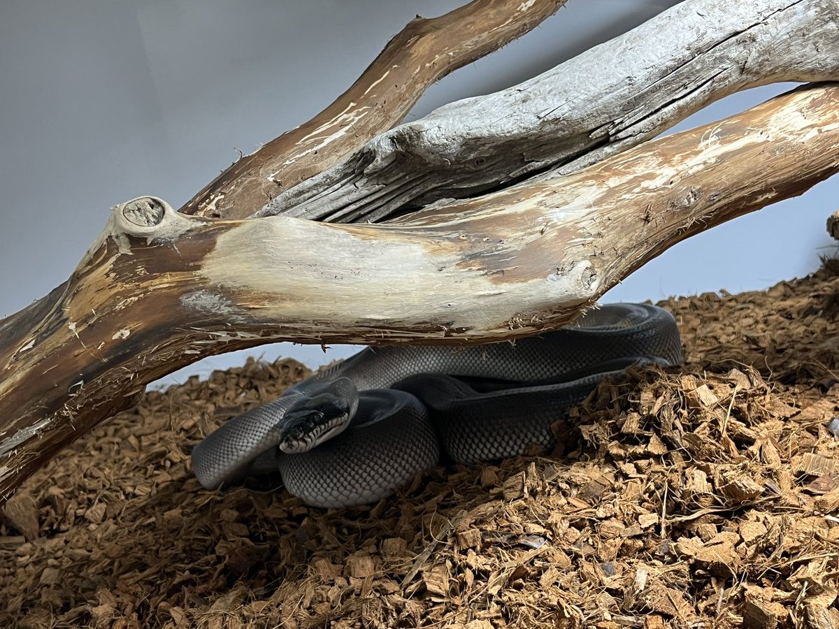 MikagePythons's tweet photo. アルバーティスパイソン キミカ
WCアダルト 
オス 約5kg
メス 約7.5kg
あまり見かけないサイズになり少々お高いですが気になる方はDM下さい。
ペア割可
 #アルバーティスパイソン
 #キミカ
 #ミナミシロクチニシキヘビ https://t.co/1BcIS15GFK
