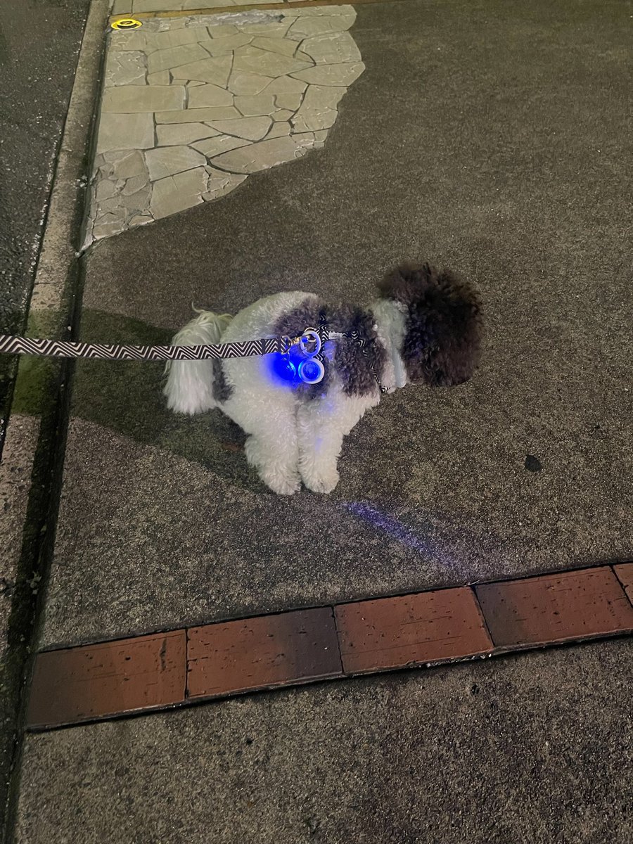 gomakichi0428's tweet photo. 僕は今、真剣だ。
大物の朝は……いや、夜は、ここから始まる。
そっと、しておいてくれ。

#ビションプー #ビションフリーゼ https://t.co/U5JWQXC2Dw