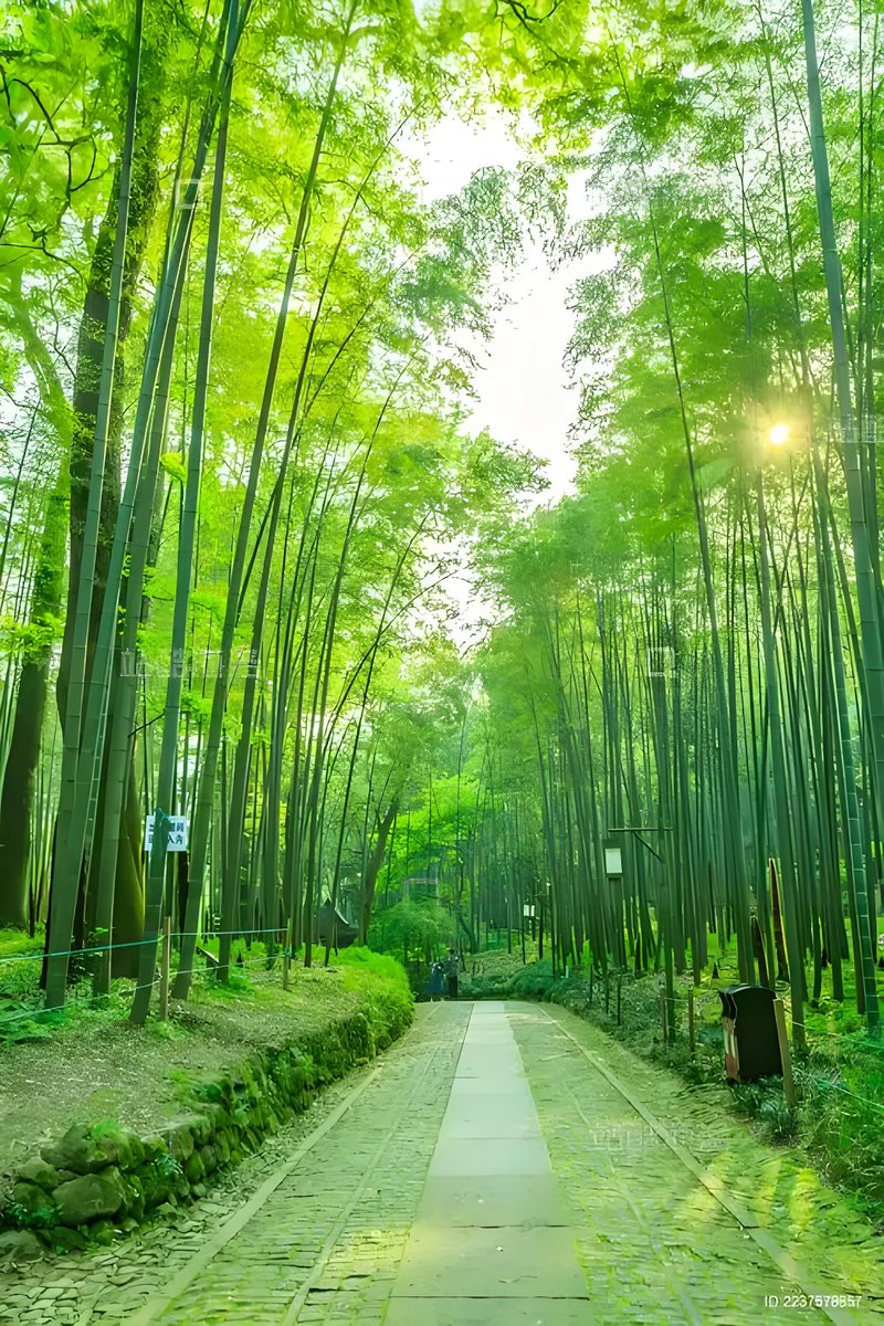 anourmoy's tweet photo. Just spent the most magical afternoon wandering Kyoto’s hidden bamboo grove—sunlight filtering through tall stalks, fresh moss underfoot, and zero crowds. What a perfect escape from the city buzz! https://t.co/MP7j8Txuzp