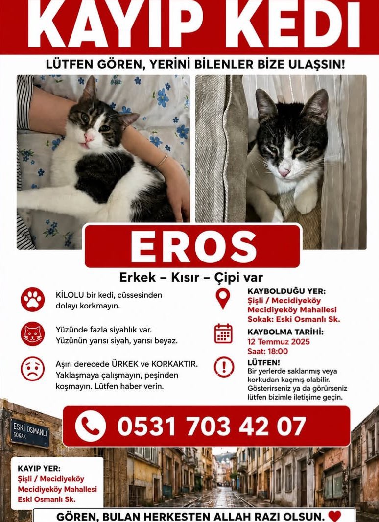 masum_gozler's tweet photo. KAYIP KEDİ EROS !
GÖRENLERİN BİZE ULAŞMASINI RİCA EDERİZ 

@kediipatisi https://t.co/f2Q6Tk7ee5