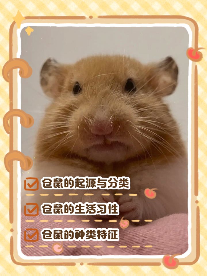 _saaeee's tweet photo. Turns out my class pet hamster snuck into my presentation bag and attended my final exam—professor even thought it was a "very invested student" raising its paw to answer questions! https://t.co/cQwy275LKz
