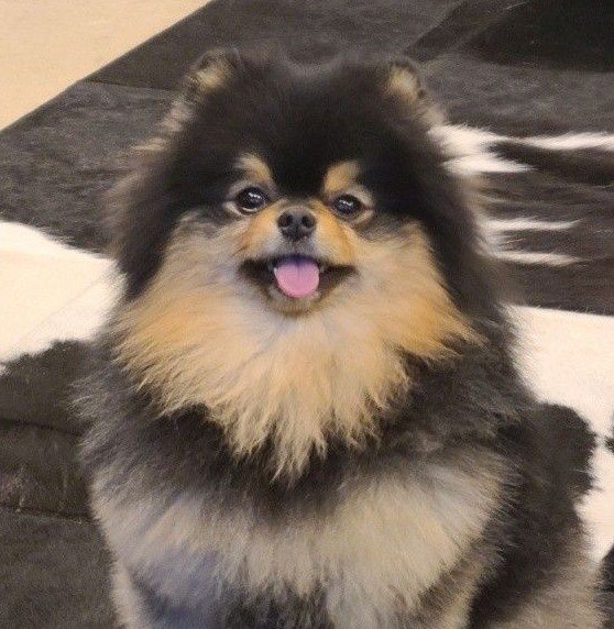 jakeforita's tweet photo. "your hair is so cool, it looks like my profile" 

taehyung said jake's hair really looks like yeontan this is soo cute 😭 https://t.co/otgGsOOdUz