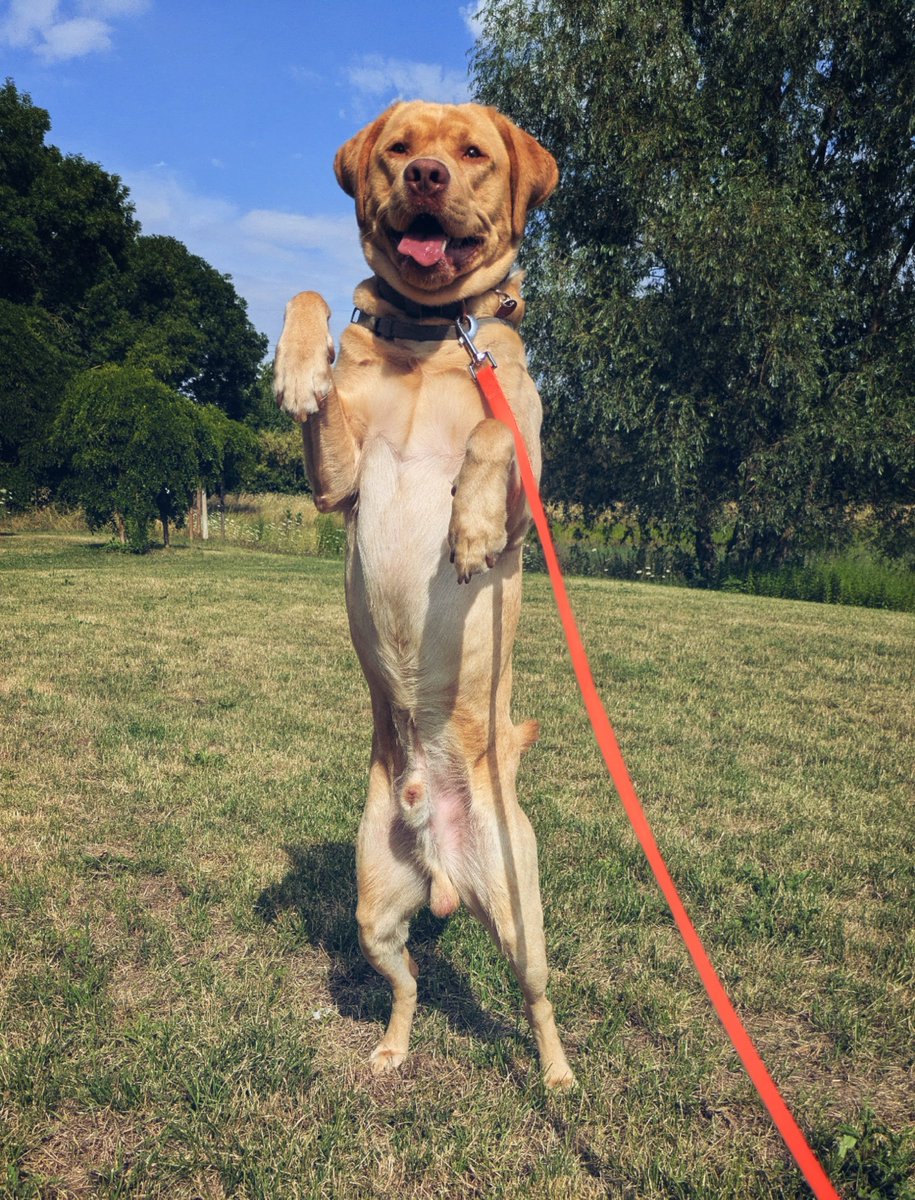 NxExNxi's tweet photo. Ich wäre dafür die Timeline von X mal wieder mit #Flauschcontent und #Zuckerschock zu versüßen 🥹

Repostet &amp; zitiert den Beitrag mit euren Fellnasen 🐶
Benno freut sich auf eure Bilder und öffnet extra die Leckerlitüte ☺️

#Dog #Animals #DogMom https://t.co/KkIVvsXK8Y