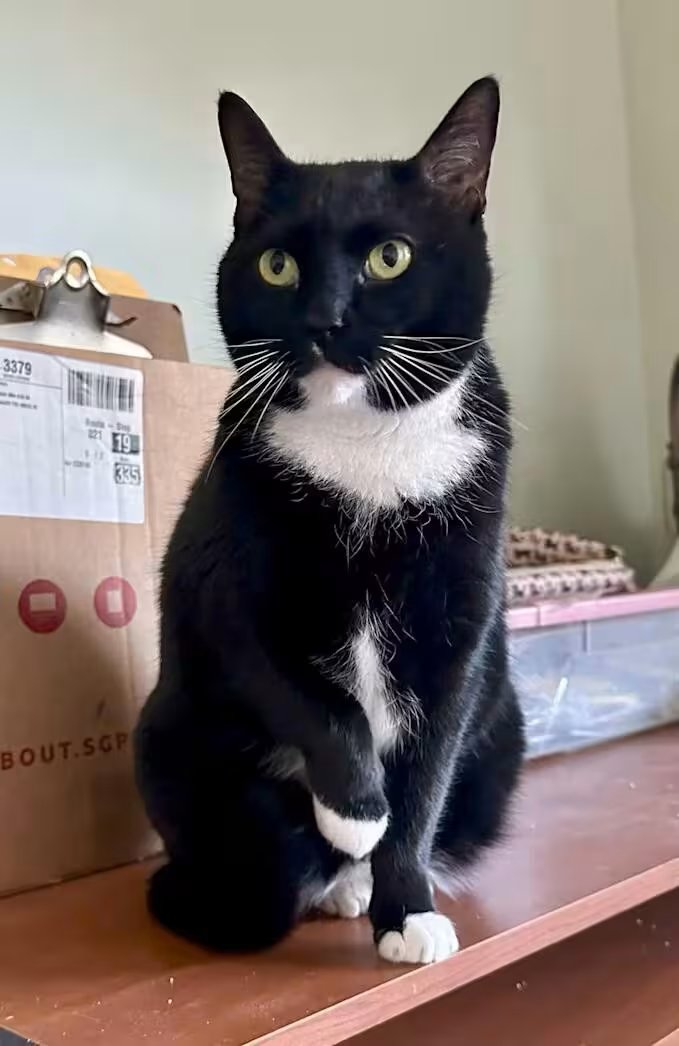 MchachouAssil's tweet photo. Our beautiful Mittens is facing a medical emergency. She is the most affectionate and snuggly girl, but she’s currently in pain. We are so close to our goal to cover her vet bills! 🙏
Donate/Support here: https://t.co/MnZnuj2JyJ
#CatTwitter #RescueCat #TuxedoCat #HelpMittens" https://t.co/2J5TtvDo7p