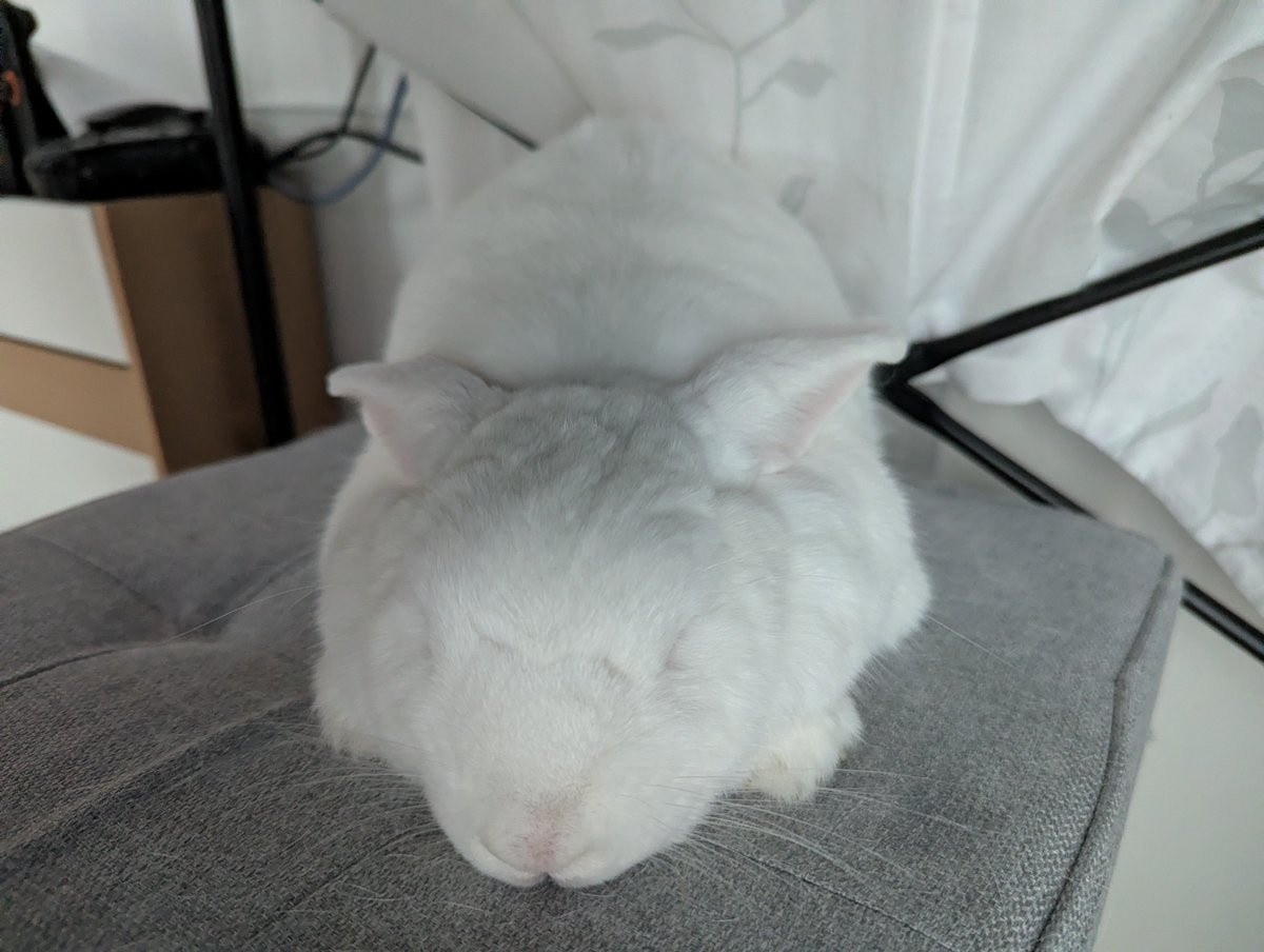 これはうさぎですか…？🤔