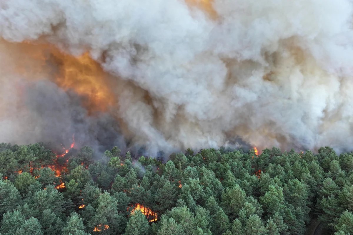 WWFFrance's tweet photo. Face aux feux de forêt à Fontainebleau, Emmanuel Macron annonce un guichet unique de la solidarité nationale @fond_patrimoine.
Le WWF est prêt à y contribuer : une gouvernance ouverte sera dans tous les cas clé pour une restauration durable et résiliente du massif forestier. https://t.co/uHXymcRKkv