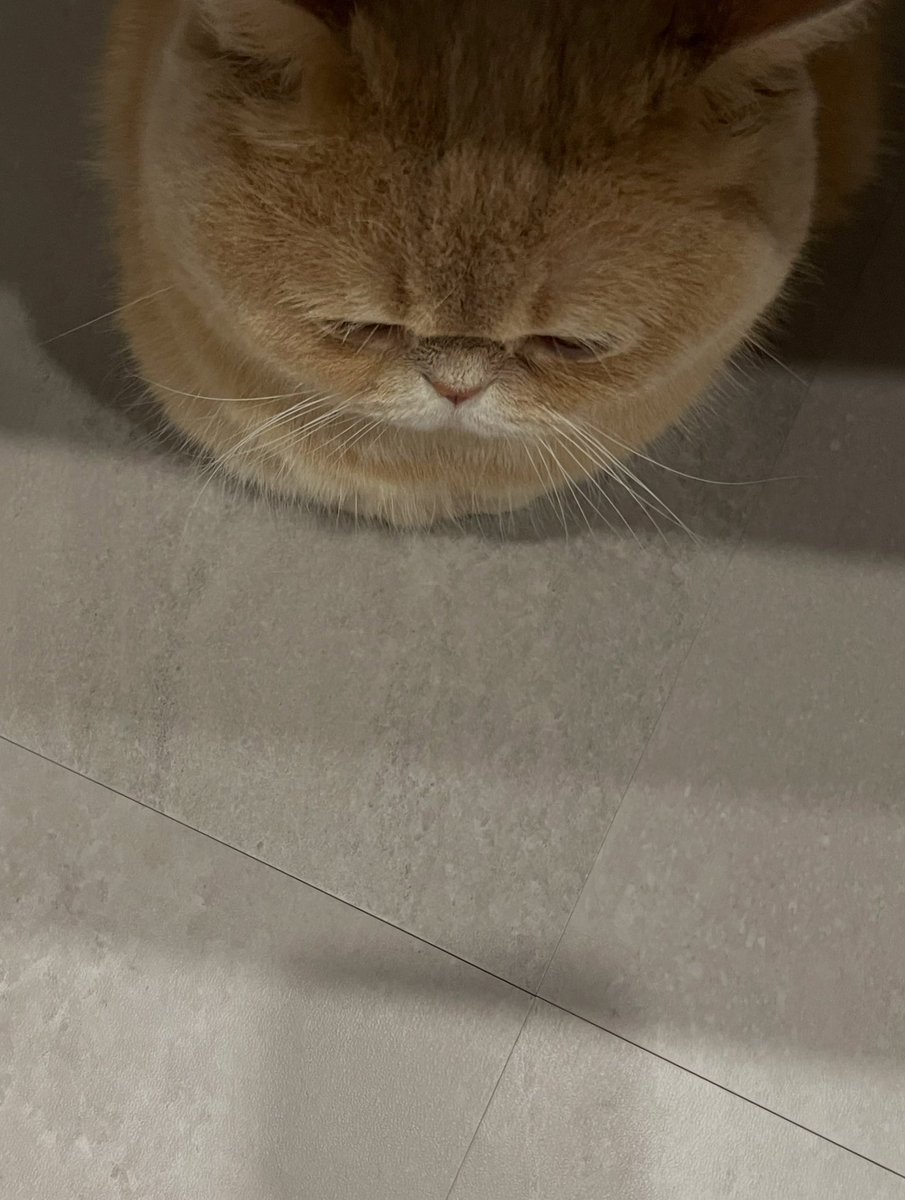 BestOfMeow's tweet photo. Sad https://t.co/pRpCnDedGP