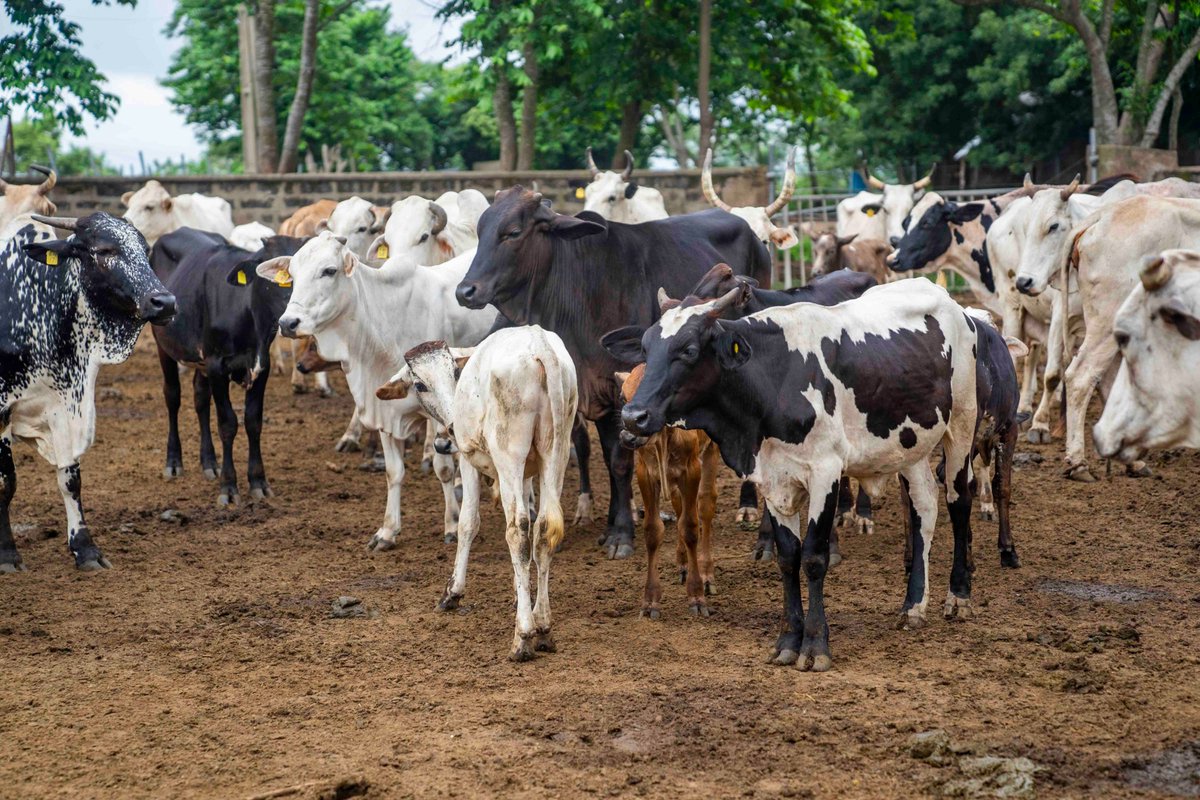 OYSADA_official's tweet photo. Pictures from the practical field training in Artificial Insemination under the Oyo State Livestock Productivity and Resilience Support (L-PRES) Project at the Oyo State Agribusiness Transformation Centre, Fasola.

#OyoStateLPRES https://t.co/ucOXRjwASX